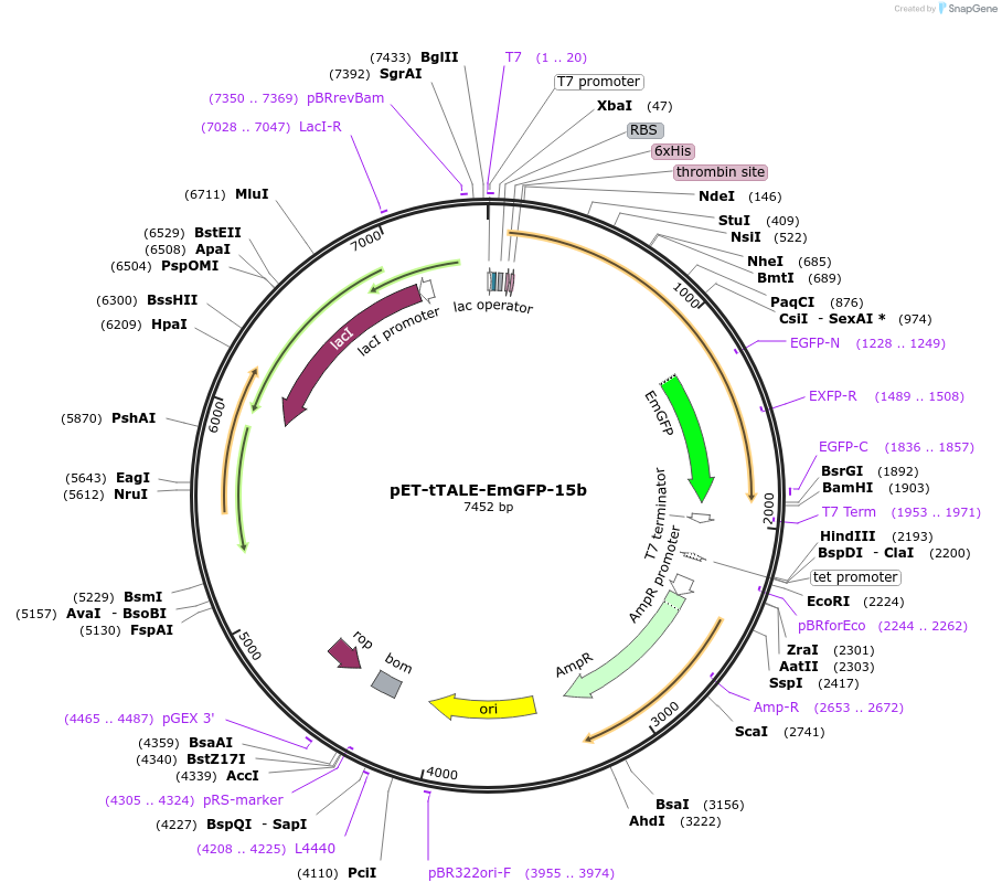 138280-plasmid-map-sequence-id-274582