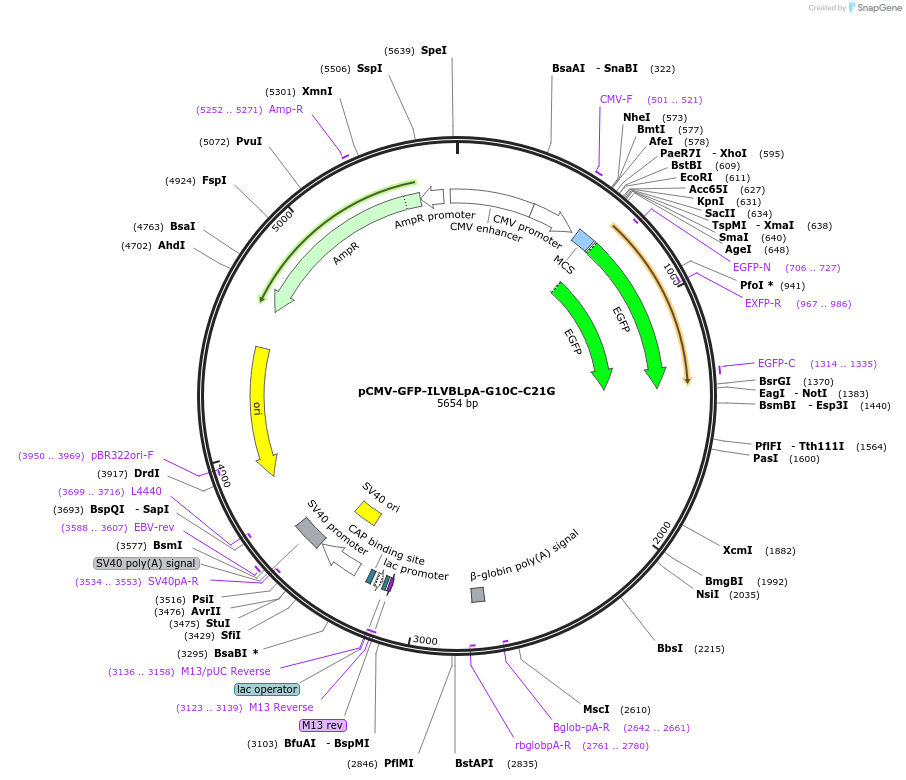 120207-plasmid-map-sequence-id-274588