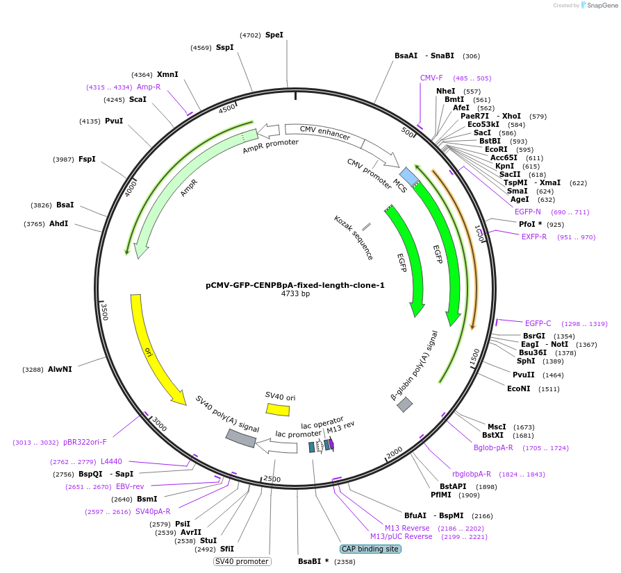 120179-plasmid-map-sequence-id-274590