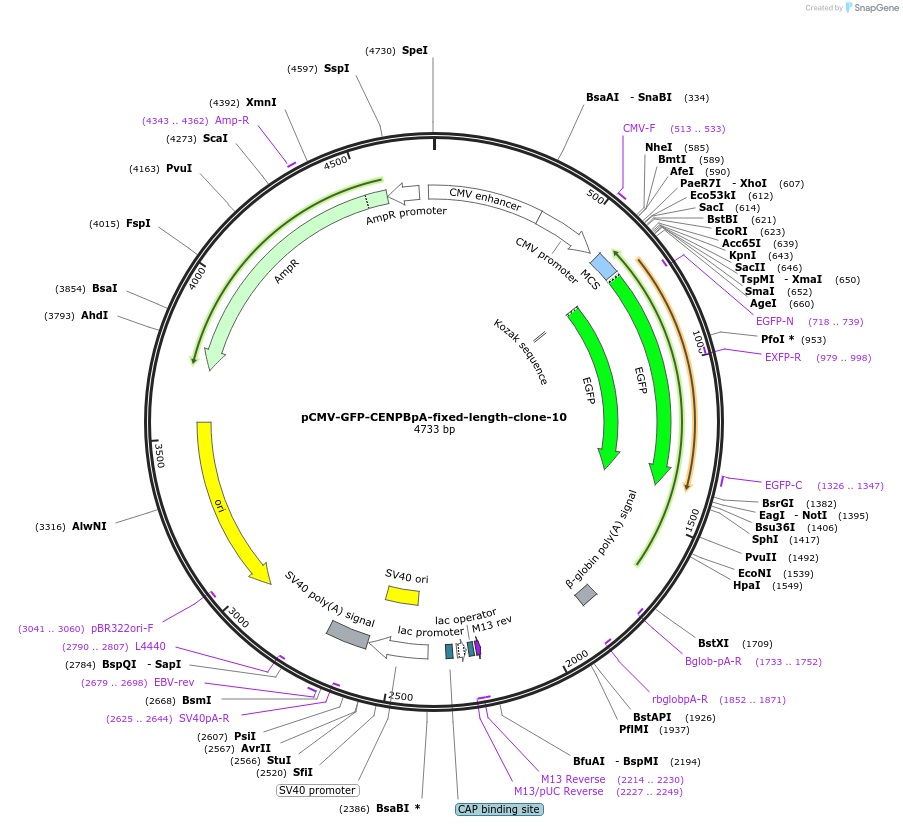 120188-plasmid-map-sequence-id-274600