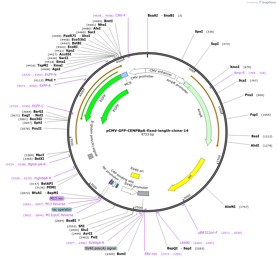 120192-plasmid-map-sequence-id-274604