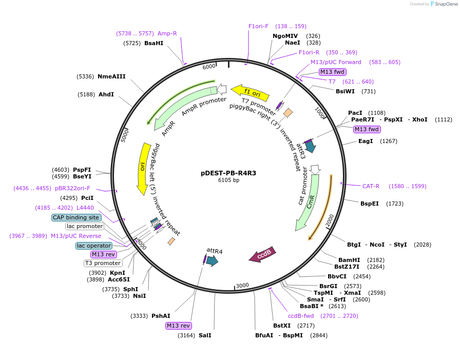 139518-plasmid-map-sequence-id-274611