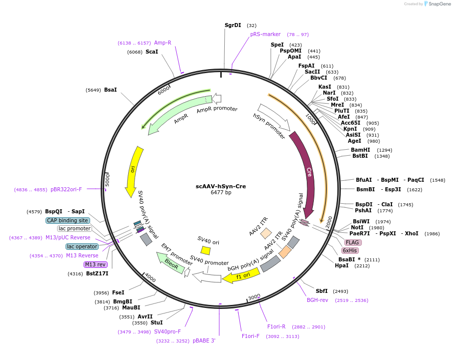 138253-plasmid-map-sequence-id-274618