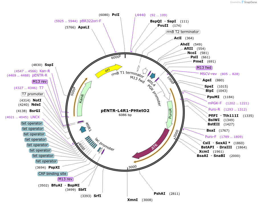 139526-plasmid-map-sequence-id-274627
