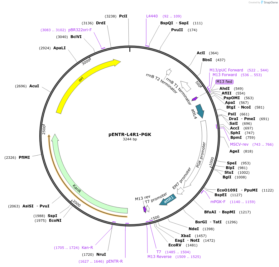 139524-plasmid-map-sequence-id-274630