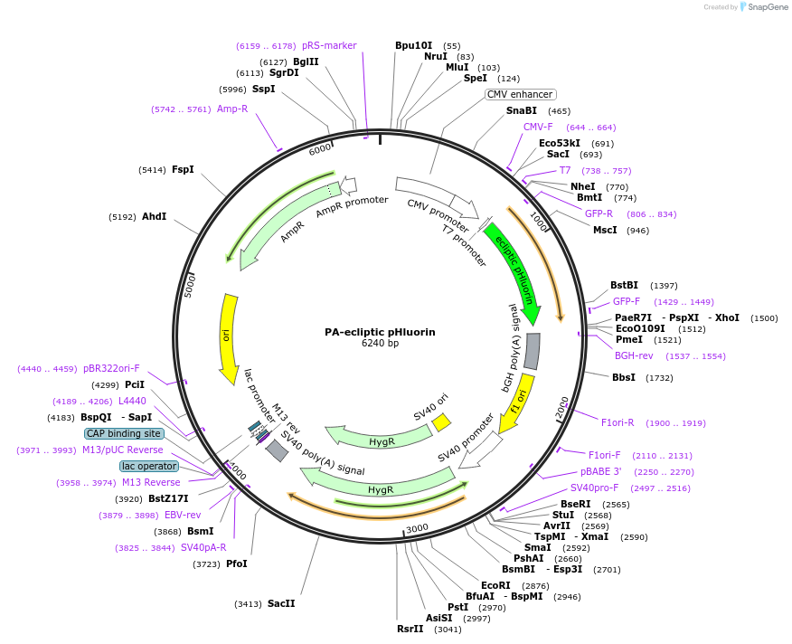 137837-plasmid-map-sequence-id-274632