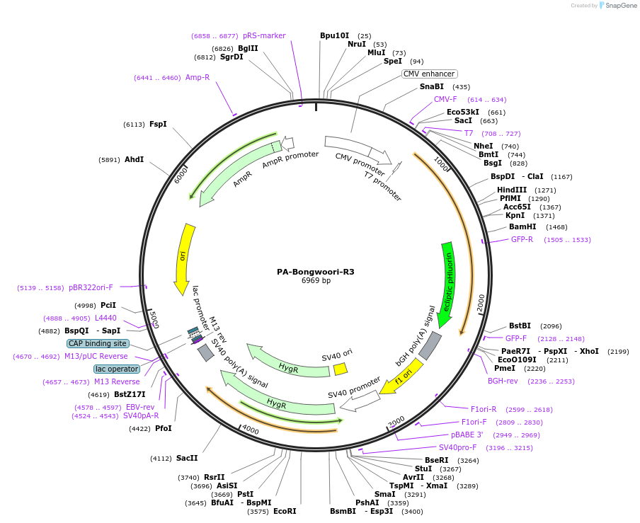 137838-plasmid-map-sequence-id-274633