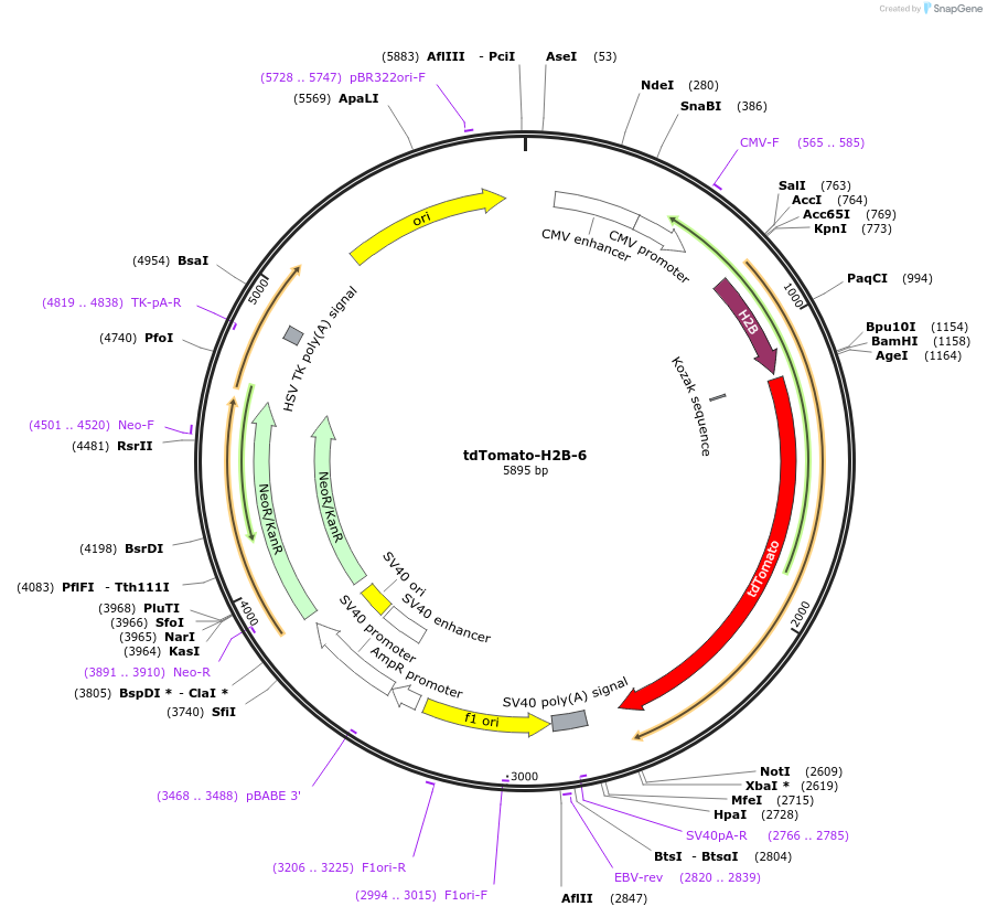 58101-plasmid-map-sequence-id-274638