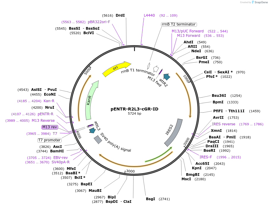 139541-plasmid-map-sequence-id-274662