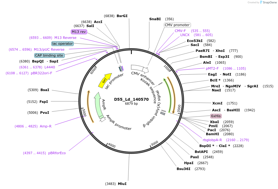 135868-plasmid-map-sequence-id-274663