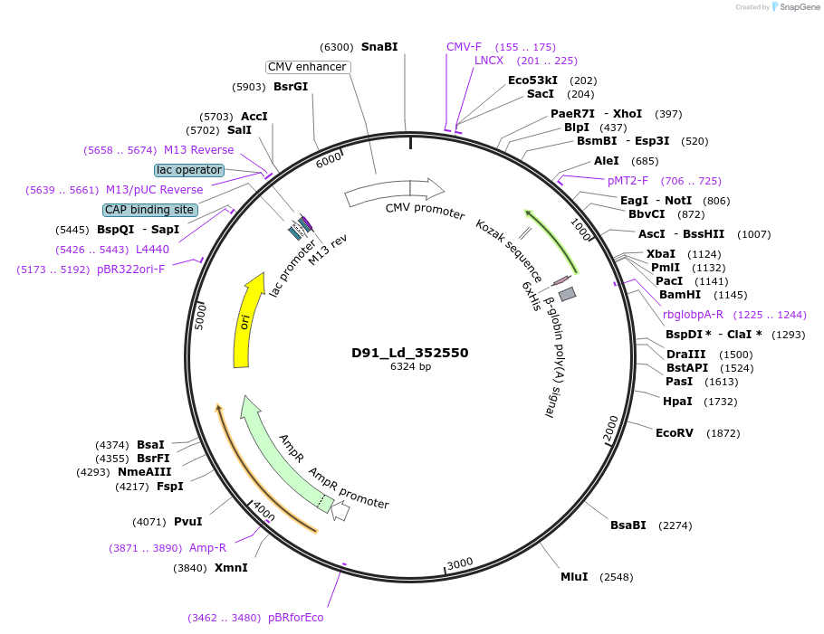 135904-plasmid-map-sequence-id-274670