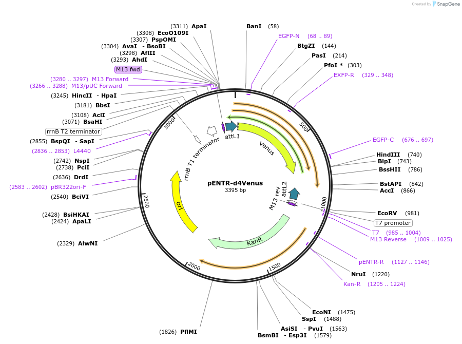 139552-plasmid-map-sequence-id-274673