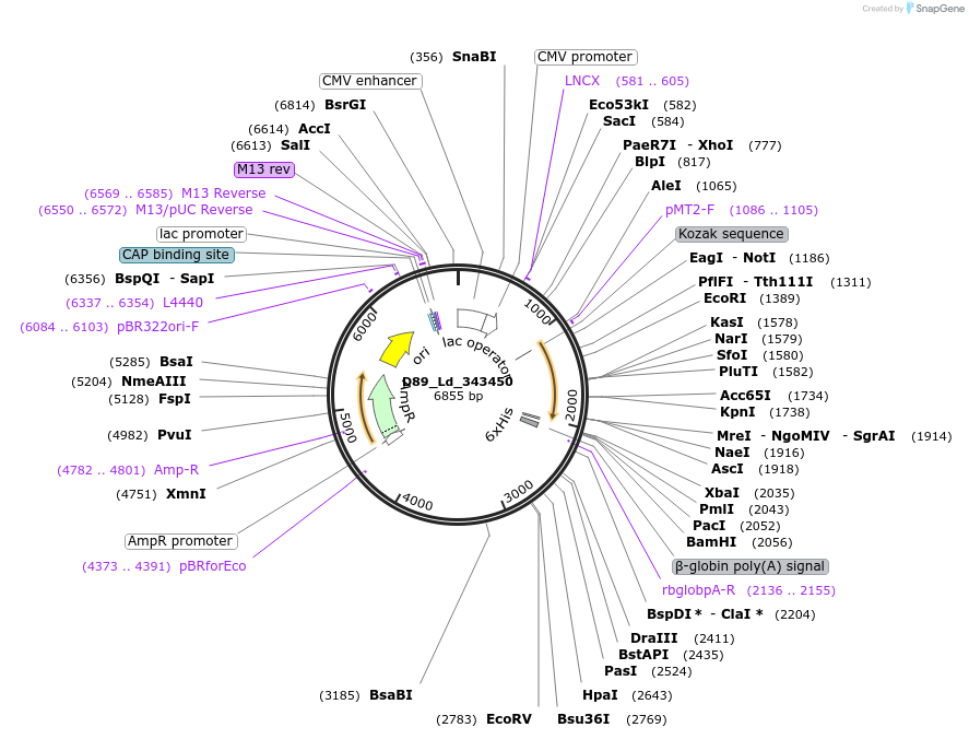 135902-plasmid-map-sequence-id-274675