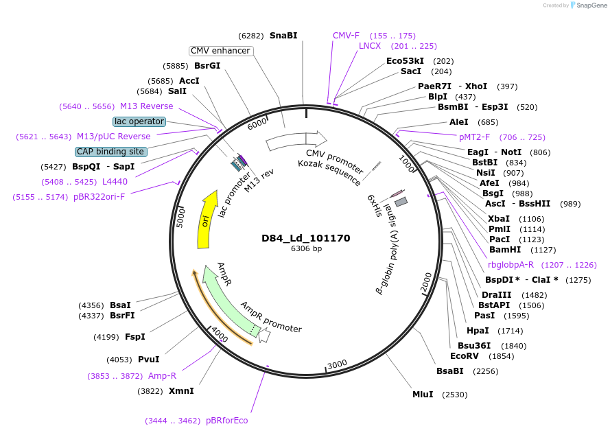 135897-plasmid-map-sequence-id-274684