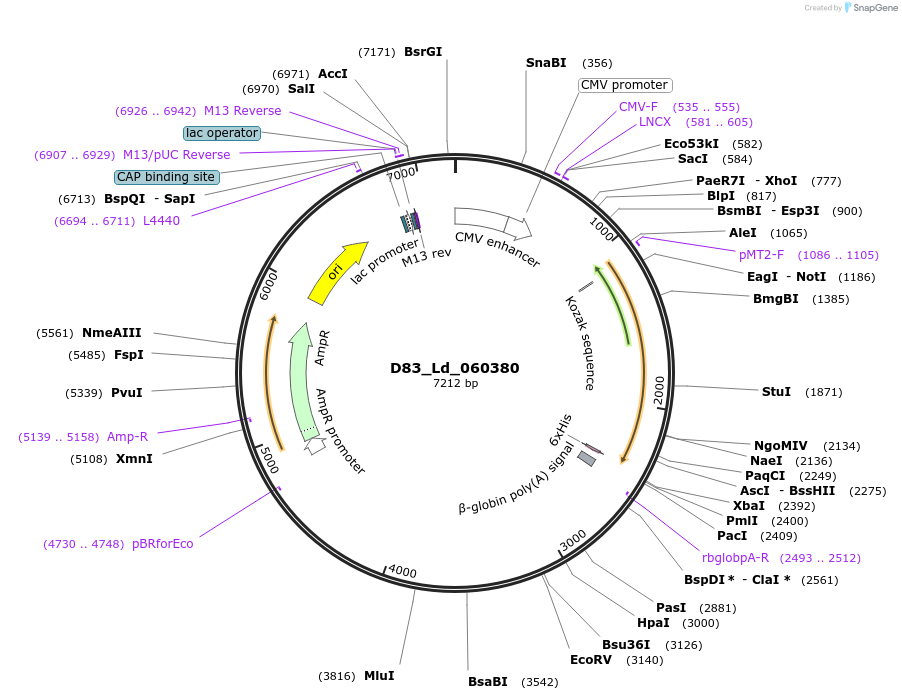 135896-plasmid-map-sequence-id-274685