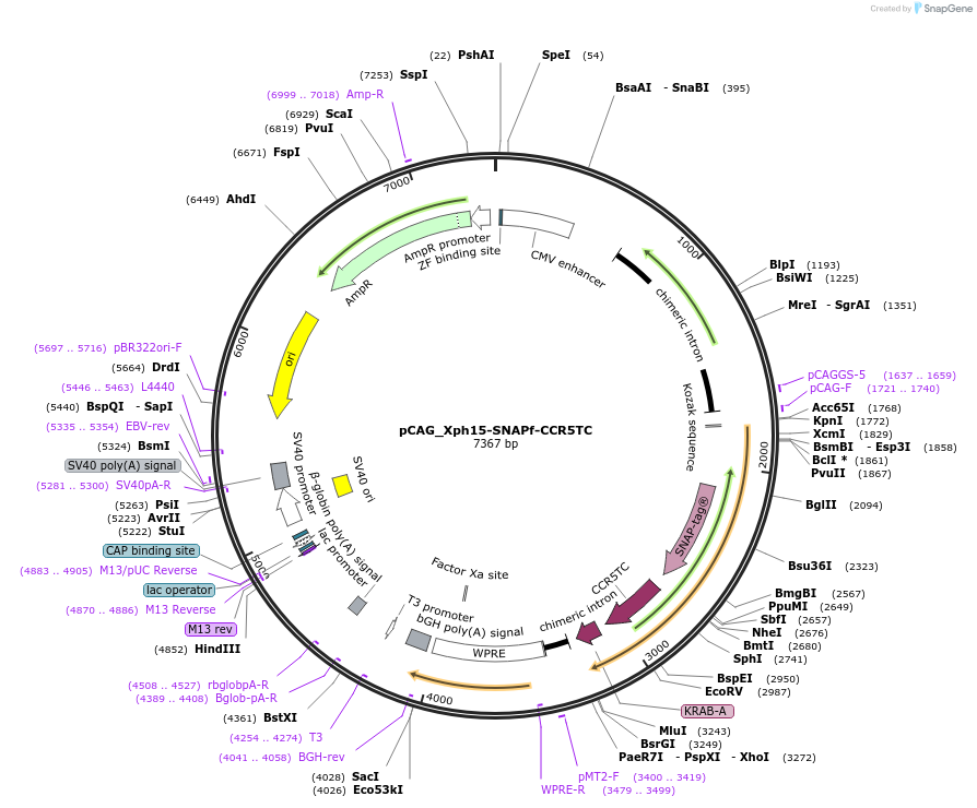 135536-plasmid-map-sequence-id-274697