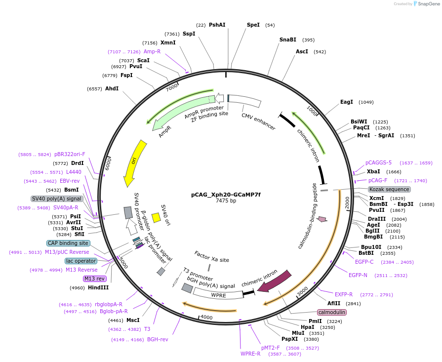 135539-plasmid-map-sequence-id-274702