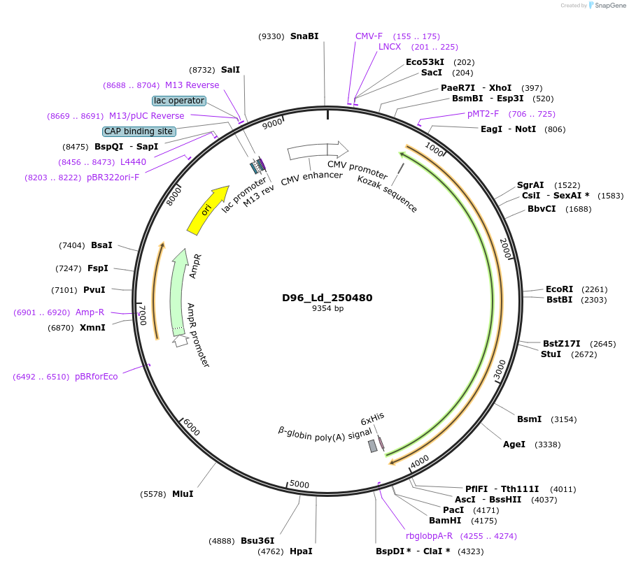 135909-plasmid-map-sequence-id-274728