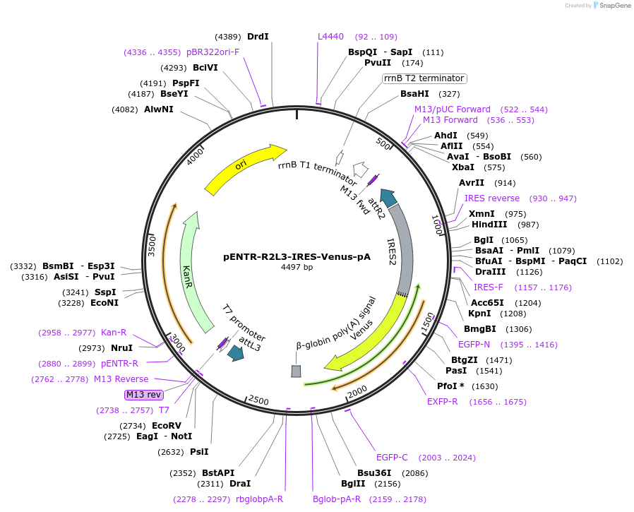 139542-plasmid-map-sequence-id-274737