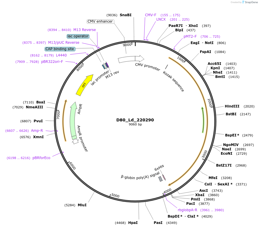 135893-plasmid-map-sequence-id-274738