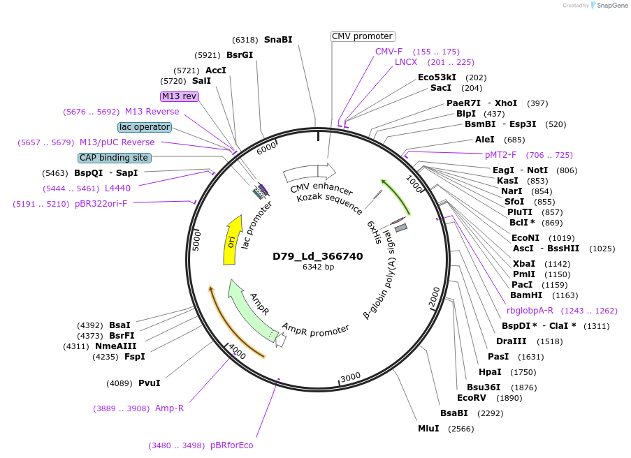 135892-plasmid-map-sequence-id-274747
