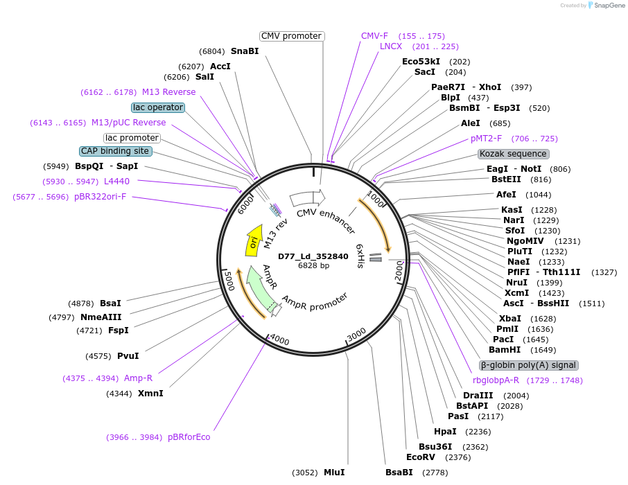135890-plasmid-map-sequence-id-274756