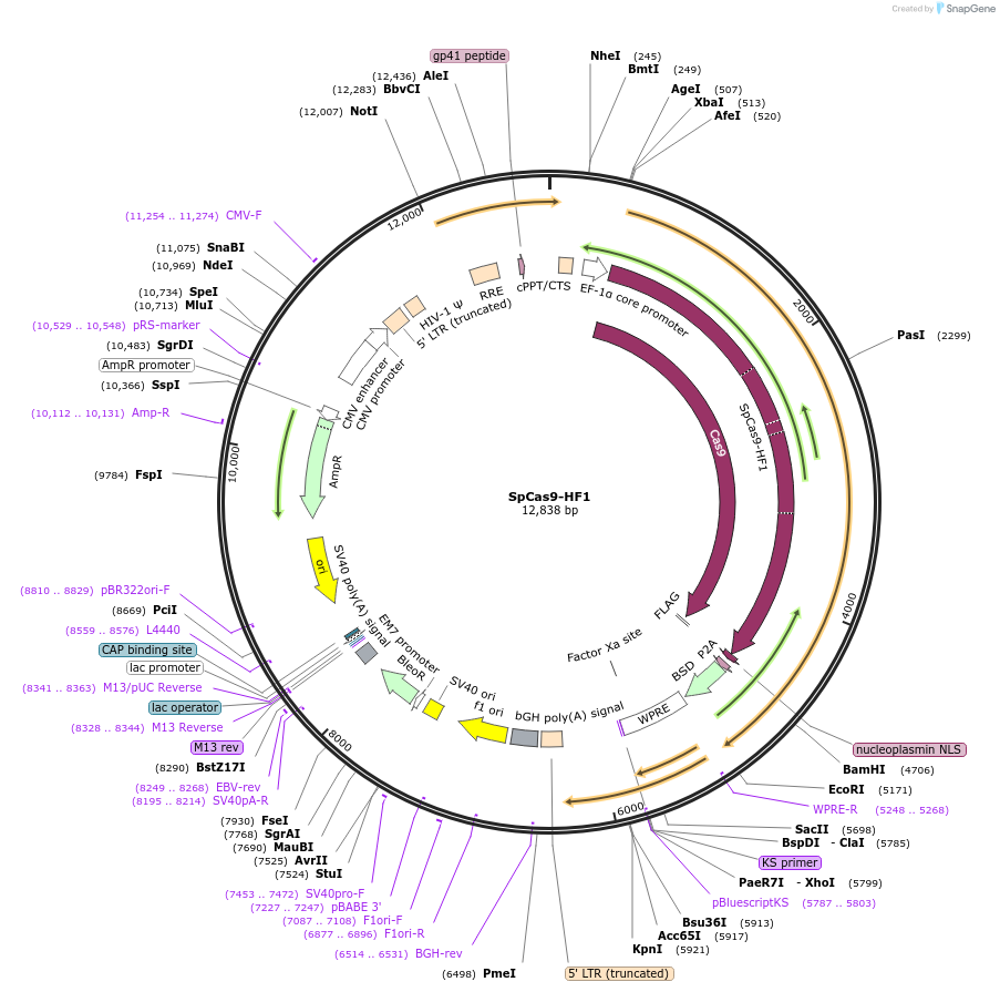 138556-plasmid-map-sequence-id-274763