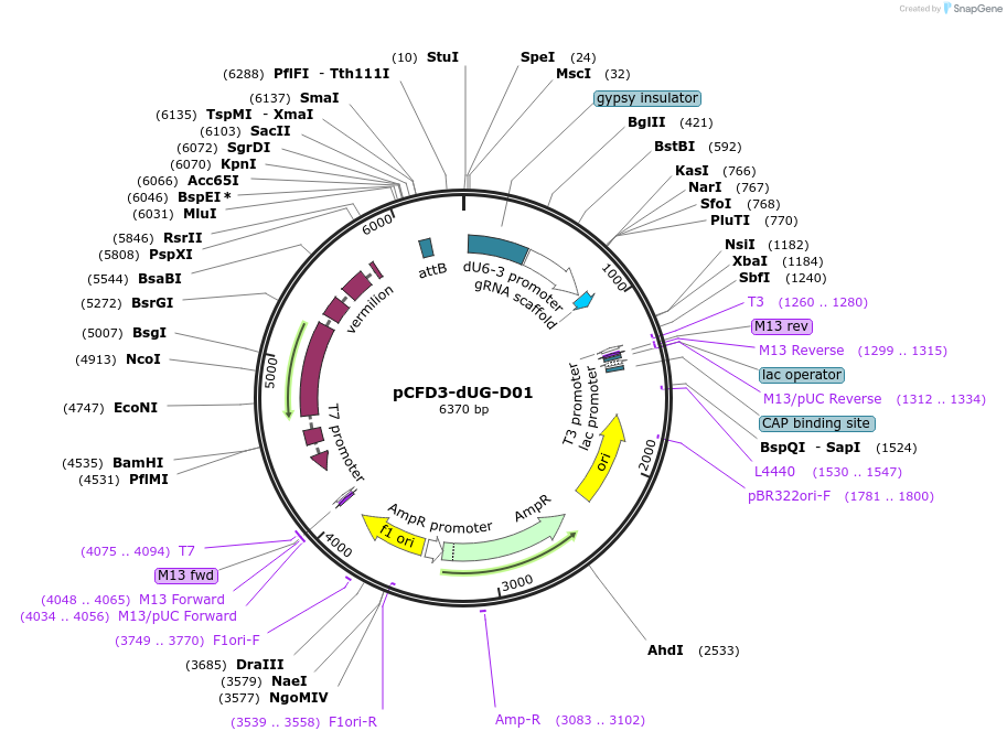138962-plasmid-map-sequence-id-274775