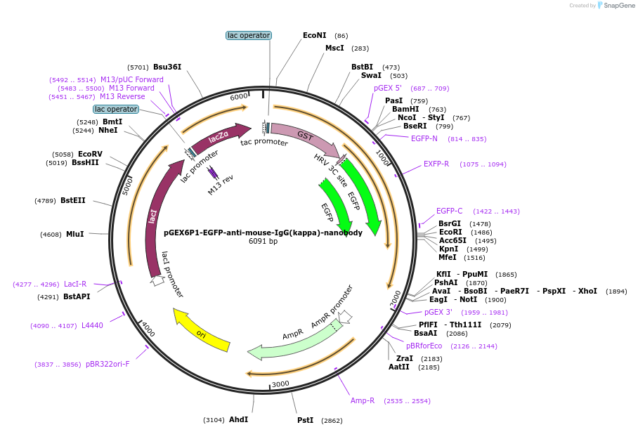138132-plasmid-map-sequence-id-274777