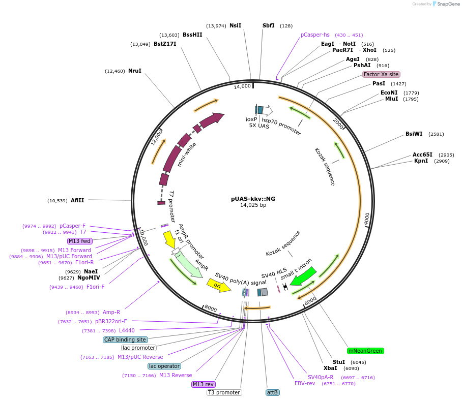 138953-plasmid-map-sequence-id-274788