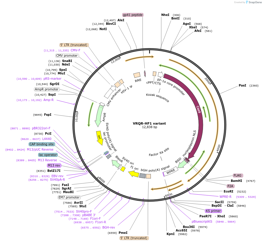 138563-plasmid-map-sequence-id-274789