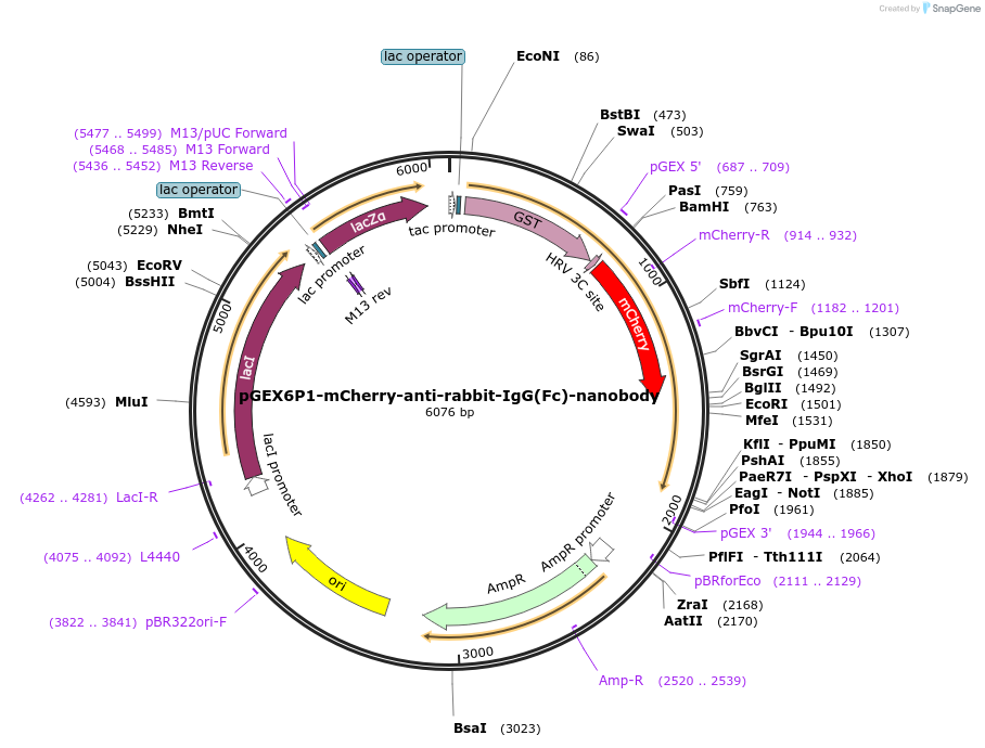 138131-plasmid-map-sequence-id-274792