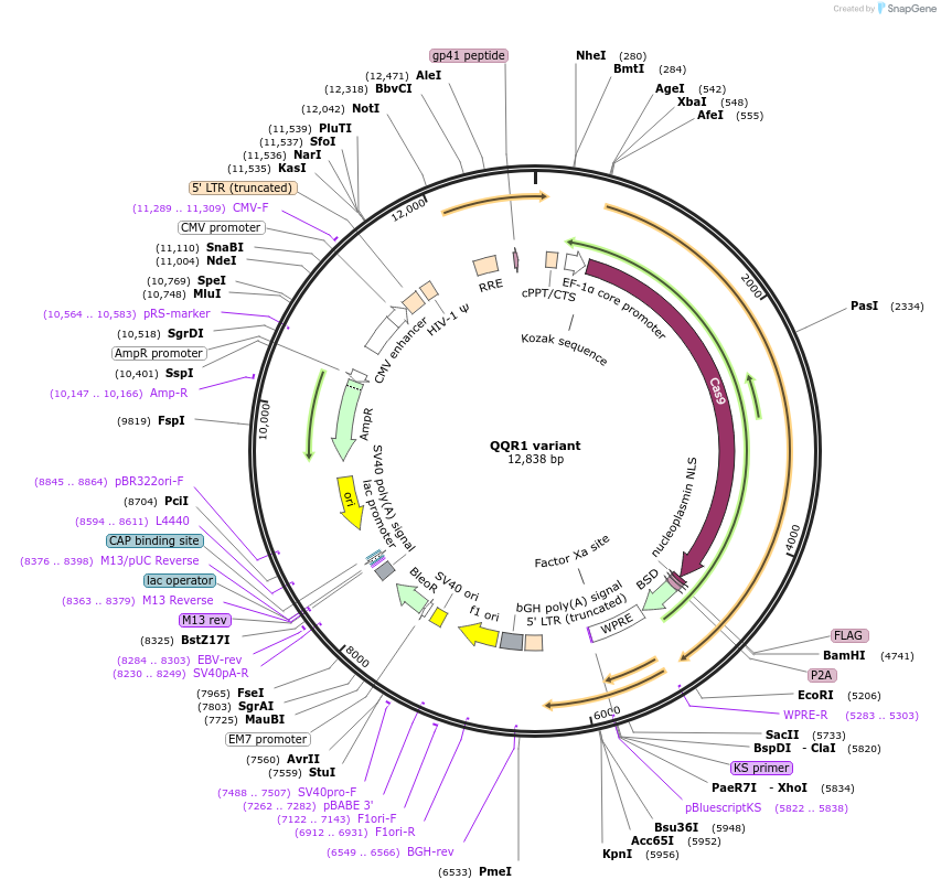 138564-plasmid-map-sequence-id-274793