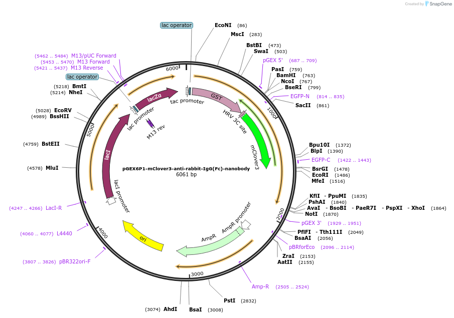 138129-plasmid-map-sequence-id-274794