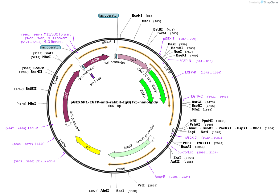 138133-plasmid-map-sequence-id-274799