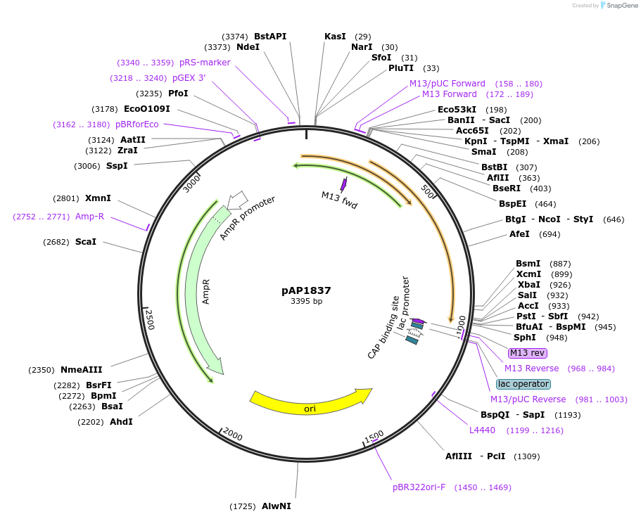 137086-plasmid-map-sequence-id-274804