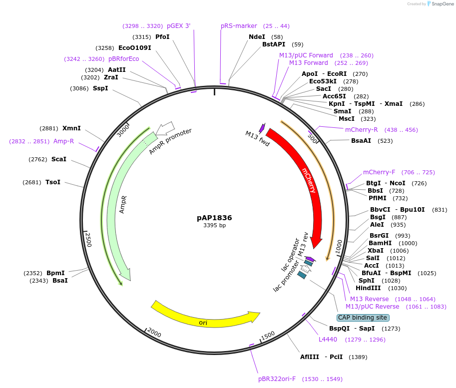 137087-plasmid-map-sequence-id-274805