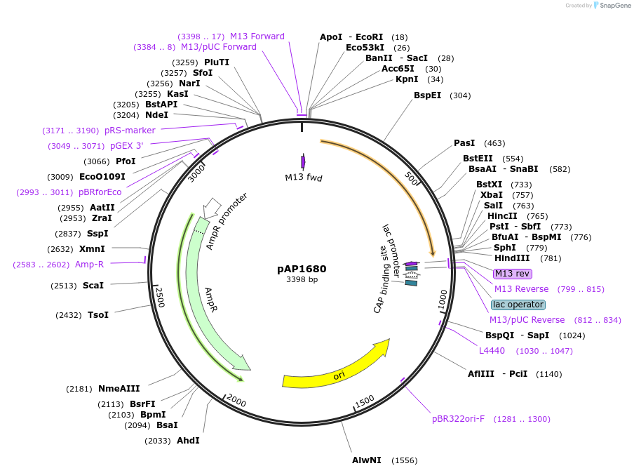 137088-plasmid-map-sequence-id-274806