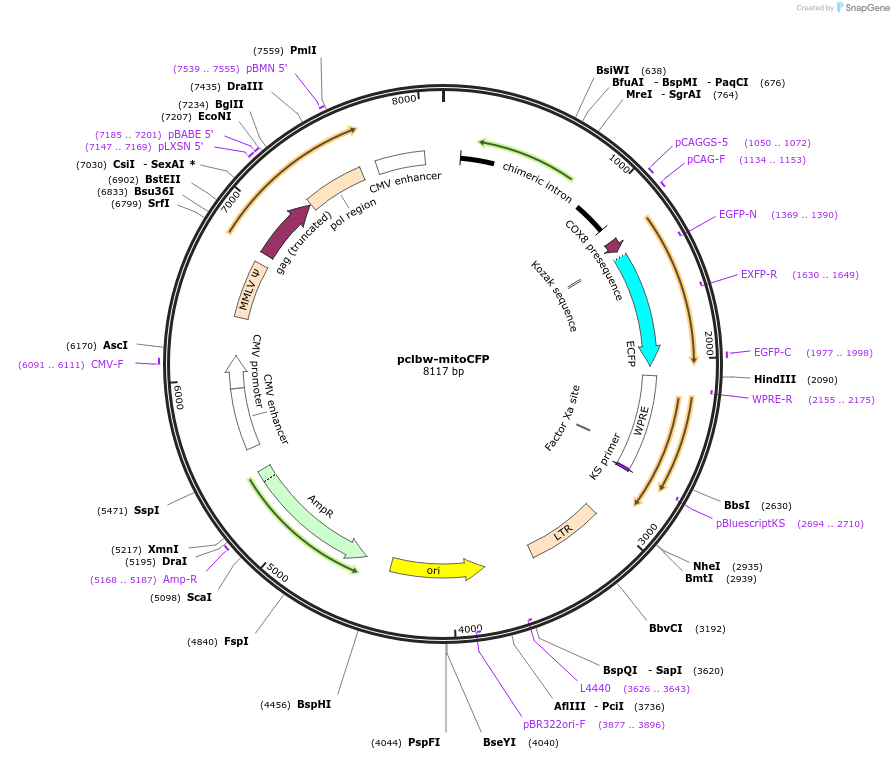 58426-plasmid-map-sequence-id-274823