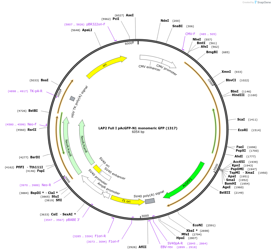 62044-plasmid-map-sequence-id-274824