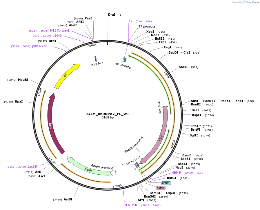 139109-plasmid-map-sequence-id-274842