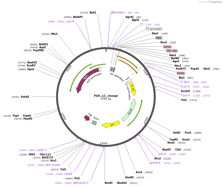 139126-plasmid-map-sequence-id-274848