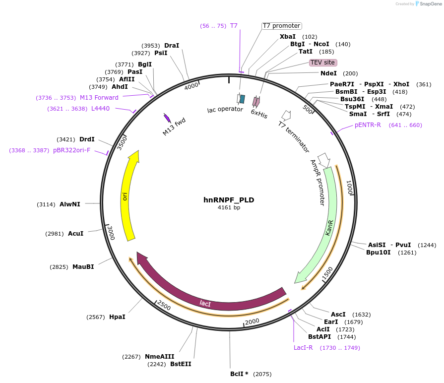 139113-plasmid-map-sequence-id-274853