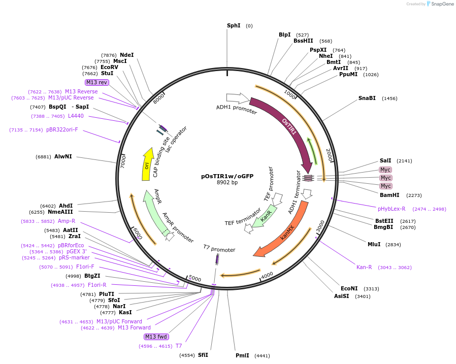 102883-plasmid-map-sequence-id-274857
