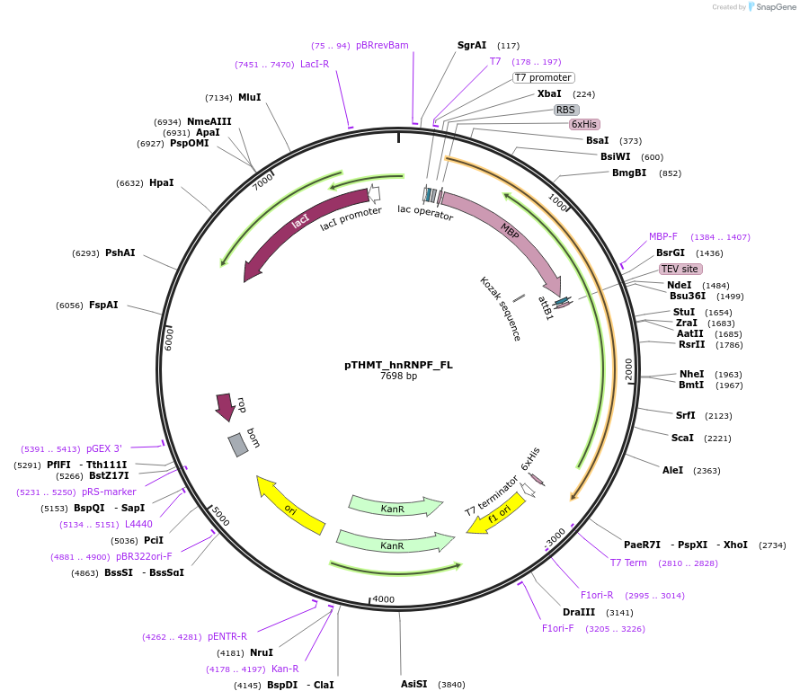 139114-plasmid-map-sequence-id-274861
