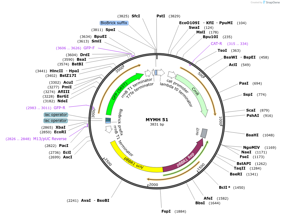 138040-plasmid-map-sequence-id-274865