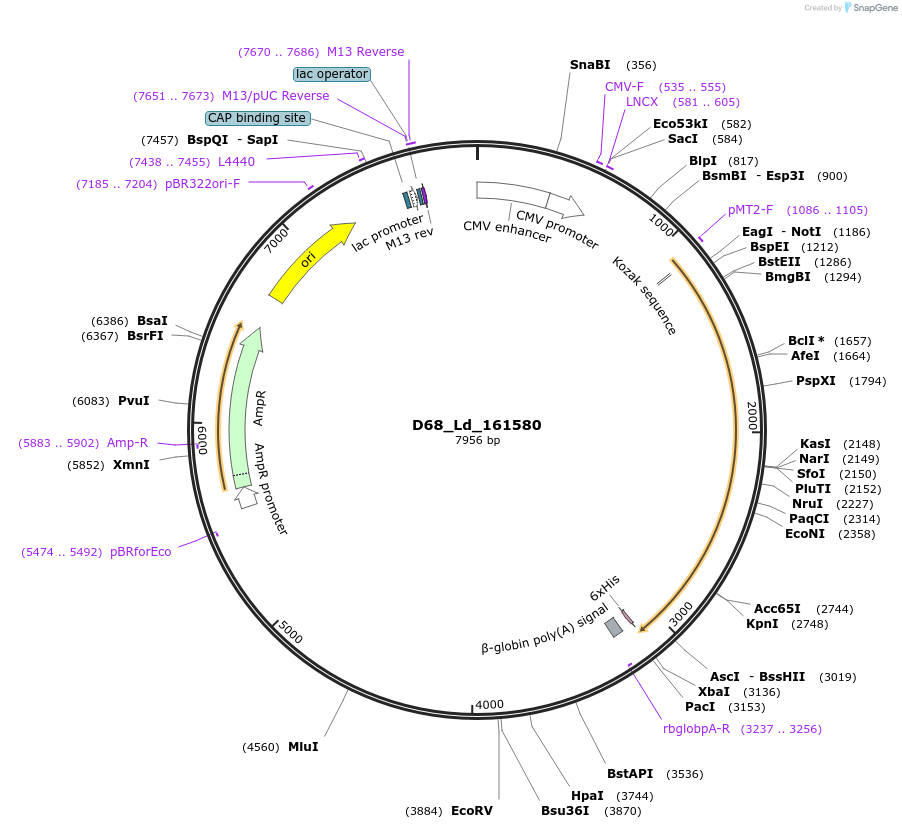 135881-plasmid-map-sequence-id-274874