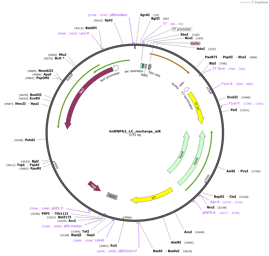 139119-plasmid-map-sequence-id-274881
