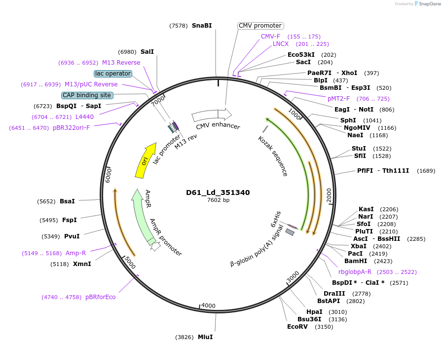 135874-plasmid-map-sequence-id-274882
