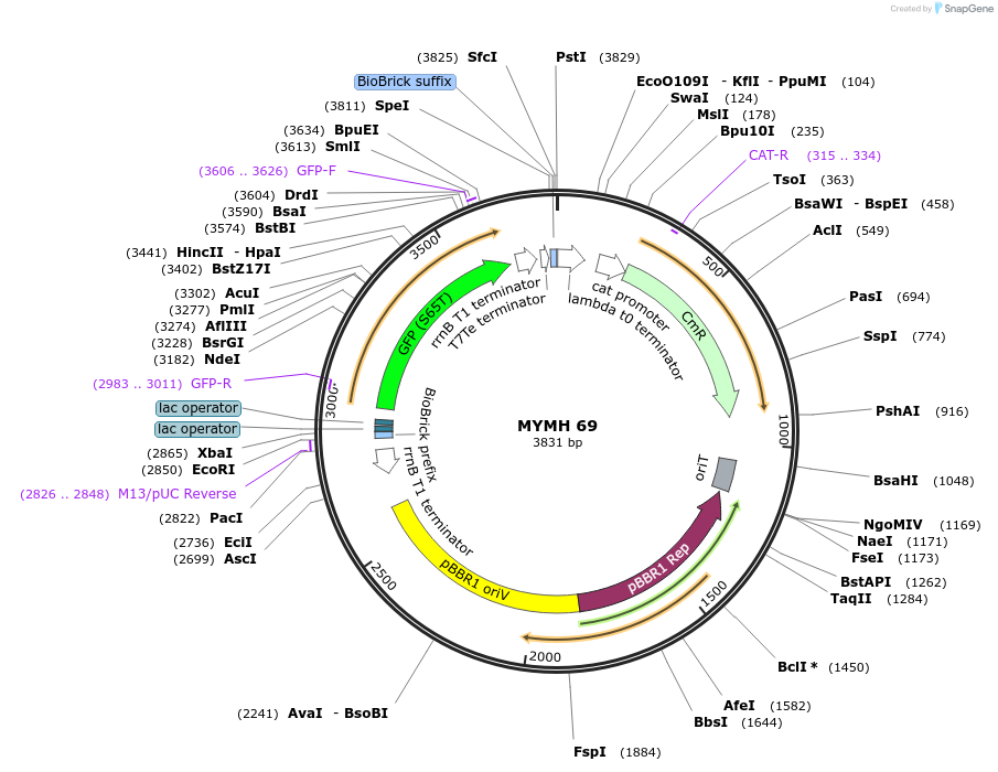 138049-plasmid-map-sequence-id-274883